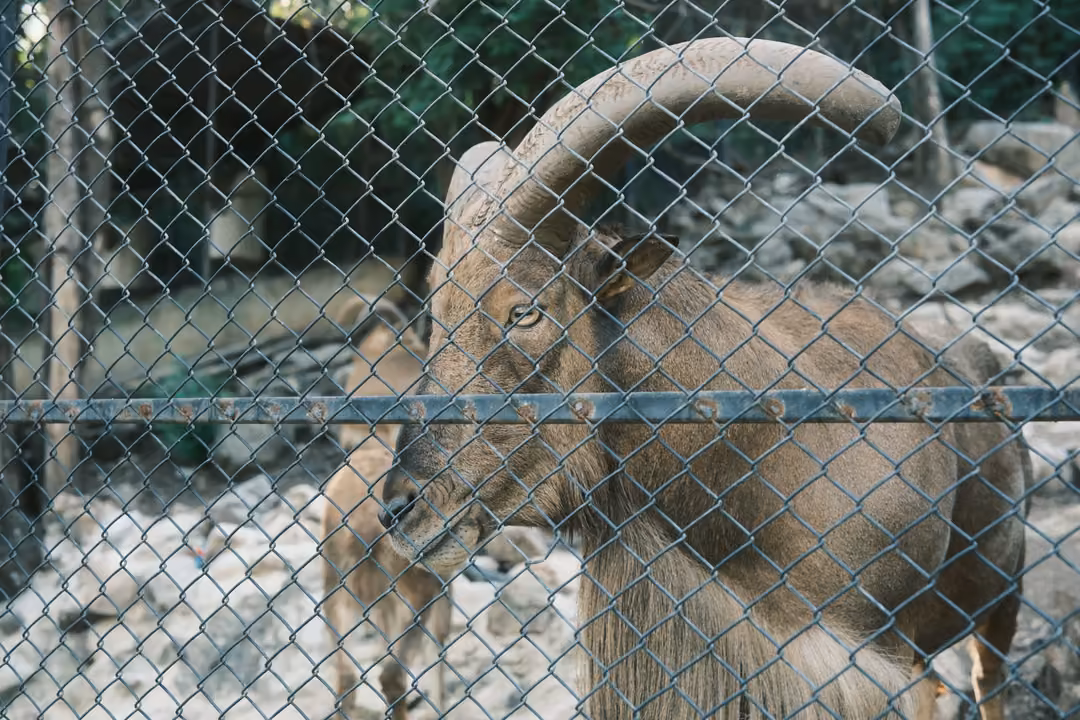 Large horned goat with a shaggy chest standing behind chain-link fence, another goat behind