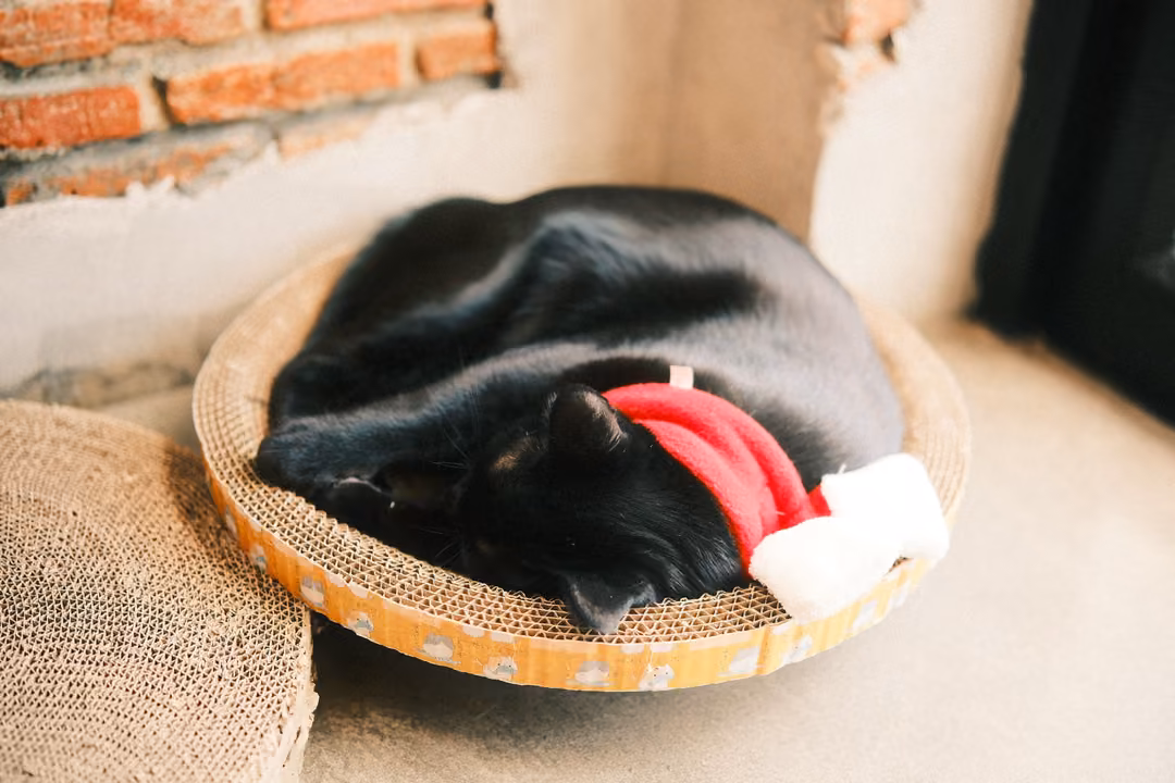 Black cat asleep in a Santa hat in a round cardboard bed, viewed slightly closer, brick wall behind