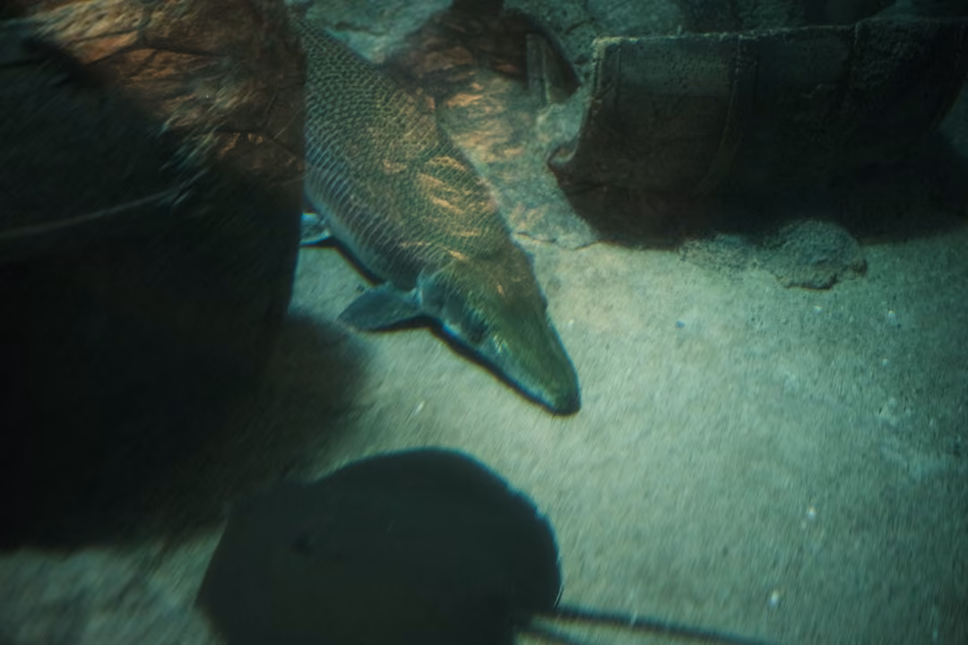 A long, thin fish with a pointed snout resting on sand next to a dark rounded shape