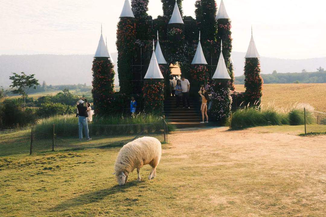 A sheep grazes on grass in front of the flower-covered castle, visitors standing near its gate.
