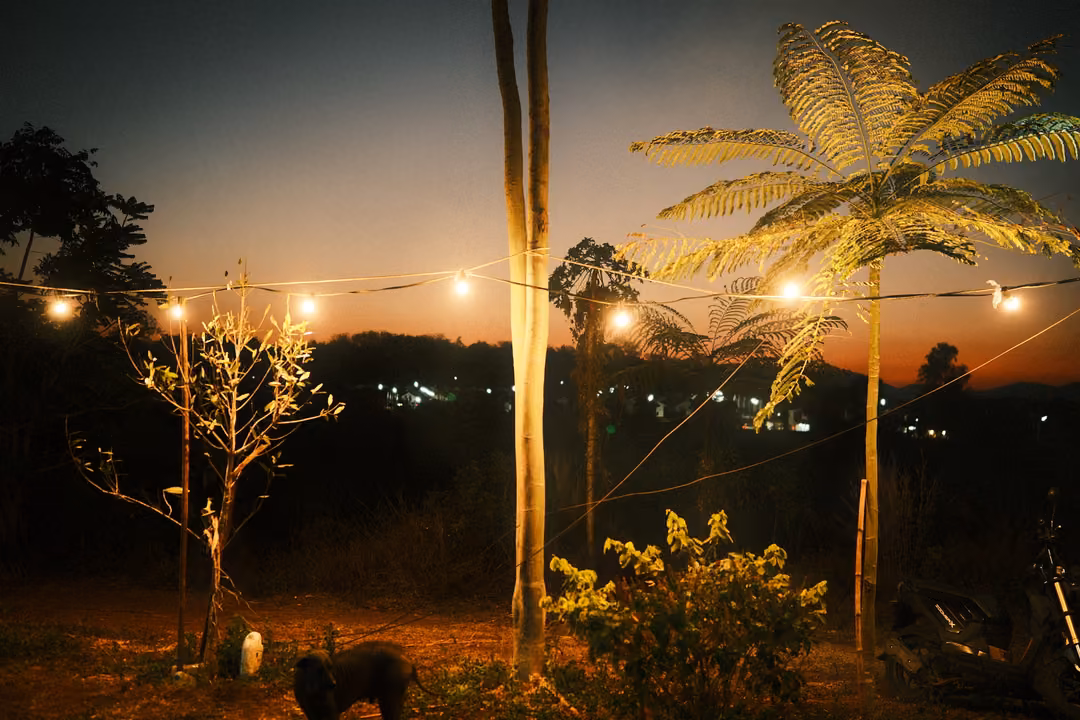 String lights between trees and a palm-like tree at dusk, a dark dog lying on the ground below