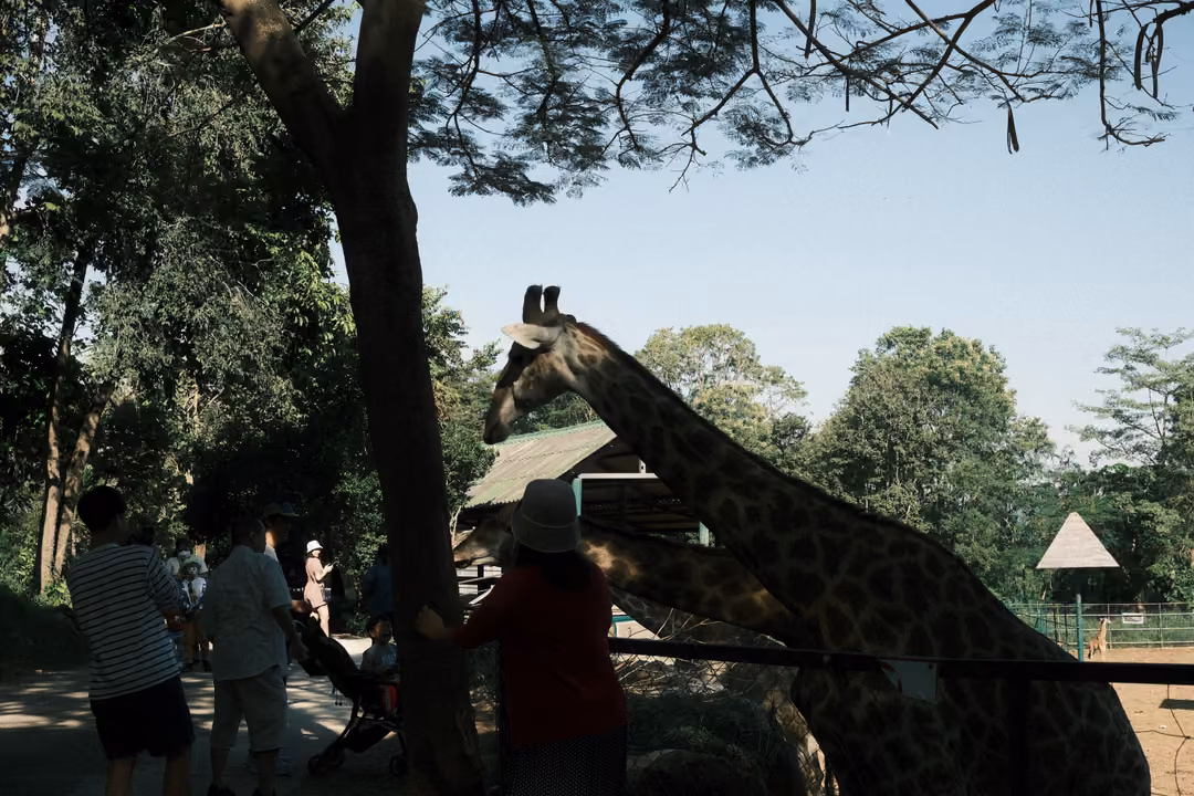 Visitors in shade watching a giraffe lean over a fence, a thatched umbrella and blue sky beyond
