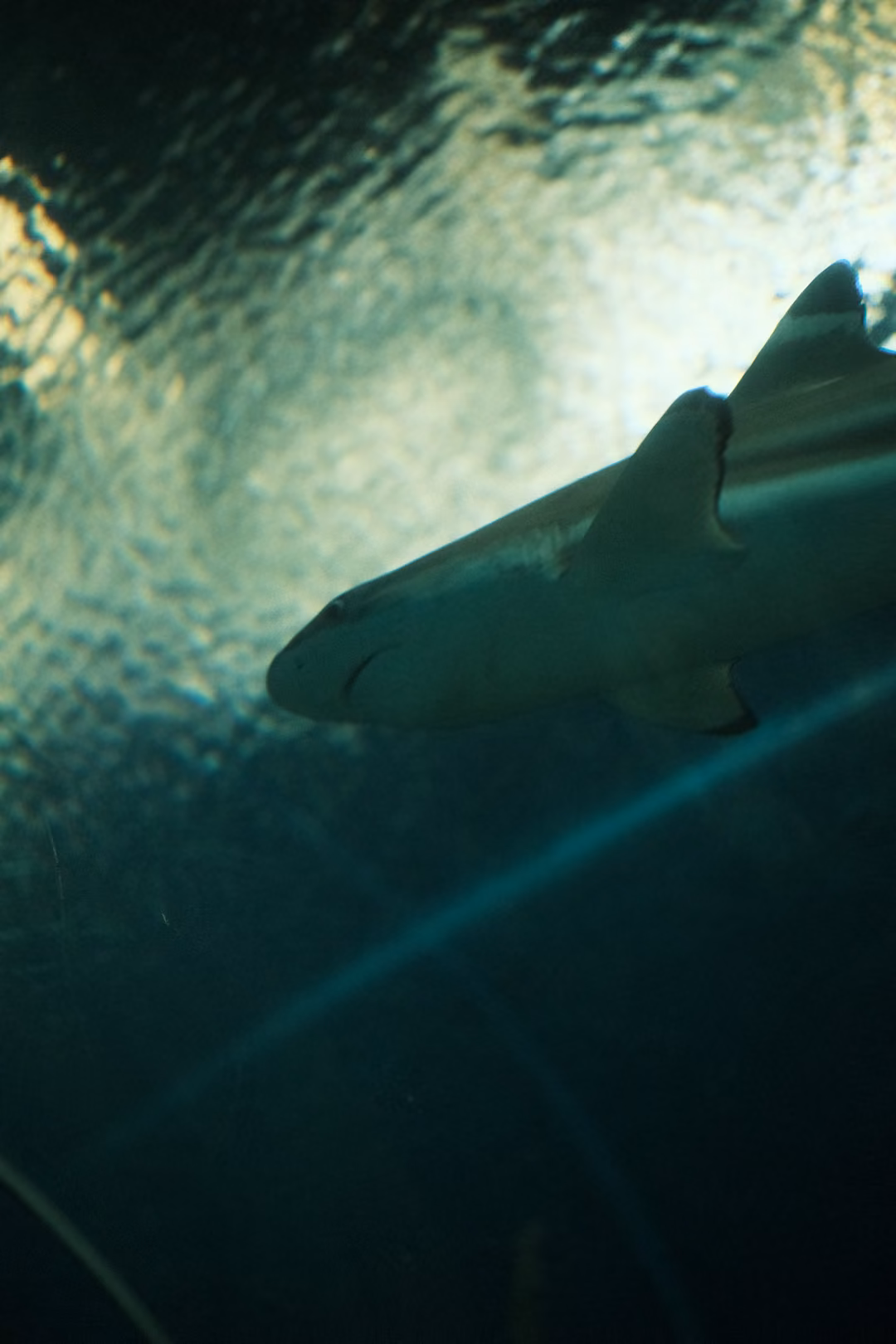 A shark seen from below, silhouetted against the rippling bright surface of the tank