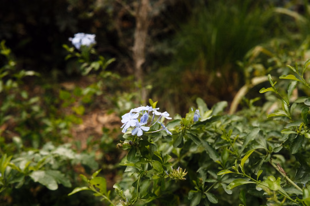 Clusters of pale blue flowers among bright green leaves with darker foliage behind