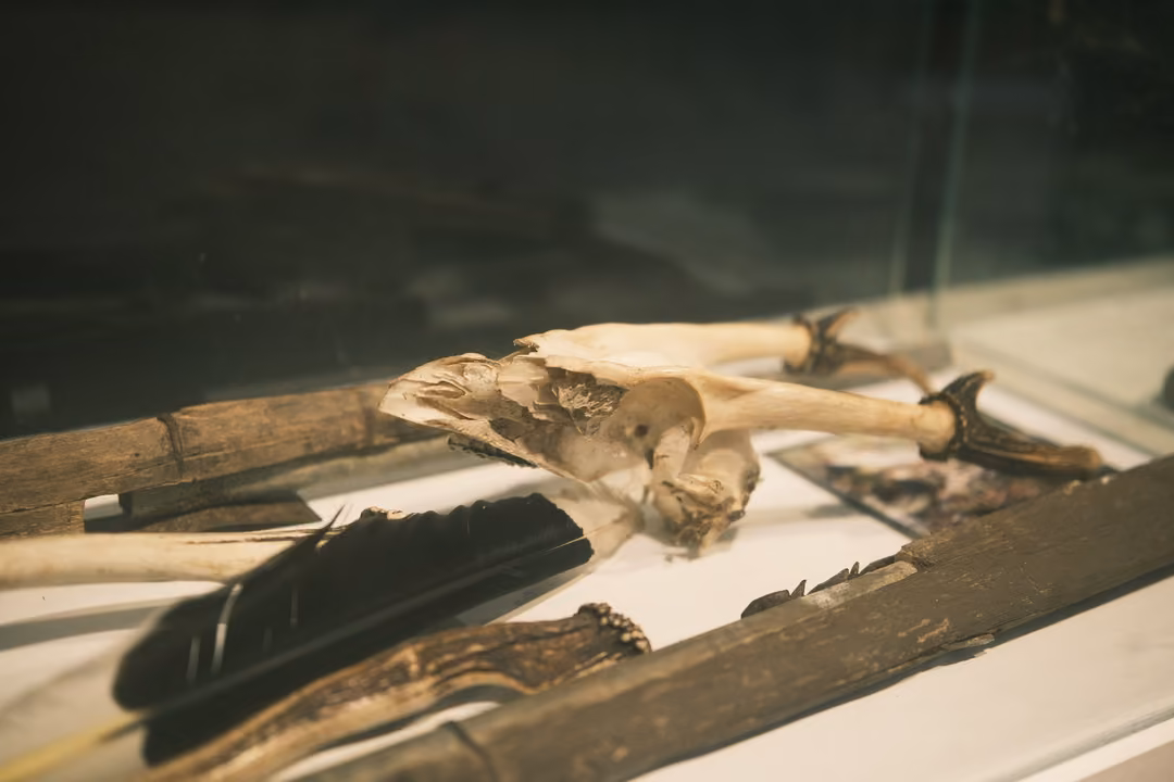 Bones, dark feathers and sticks laid out inside a dim glass display case