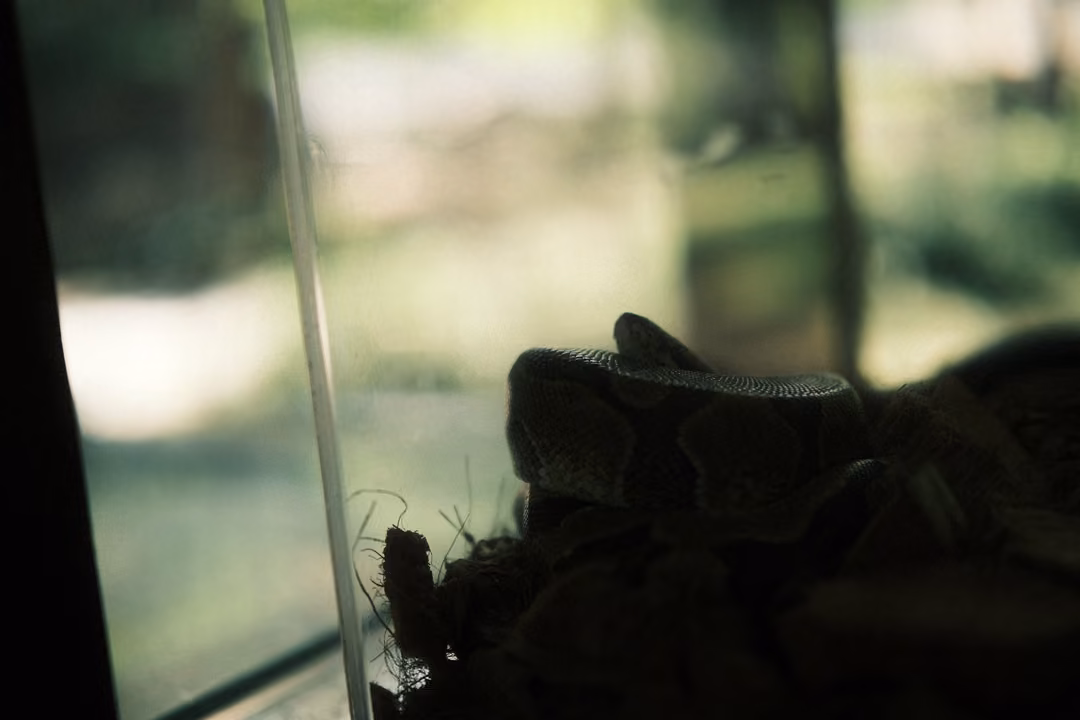 Dark silhouette of a coiled snake on a mound behind glass, a bright garden reflected around it