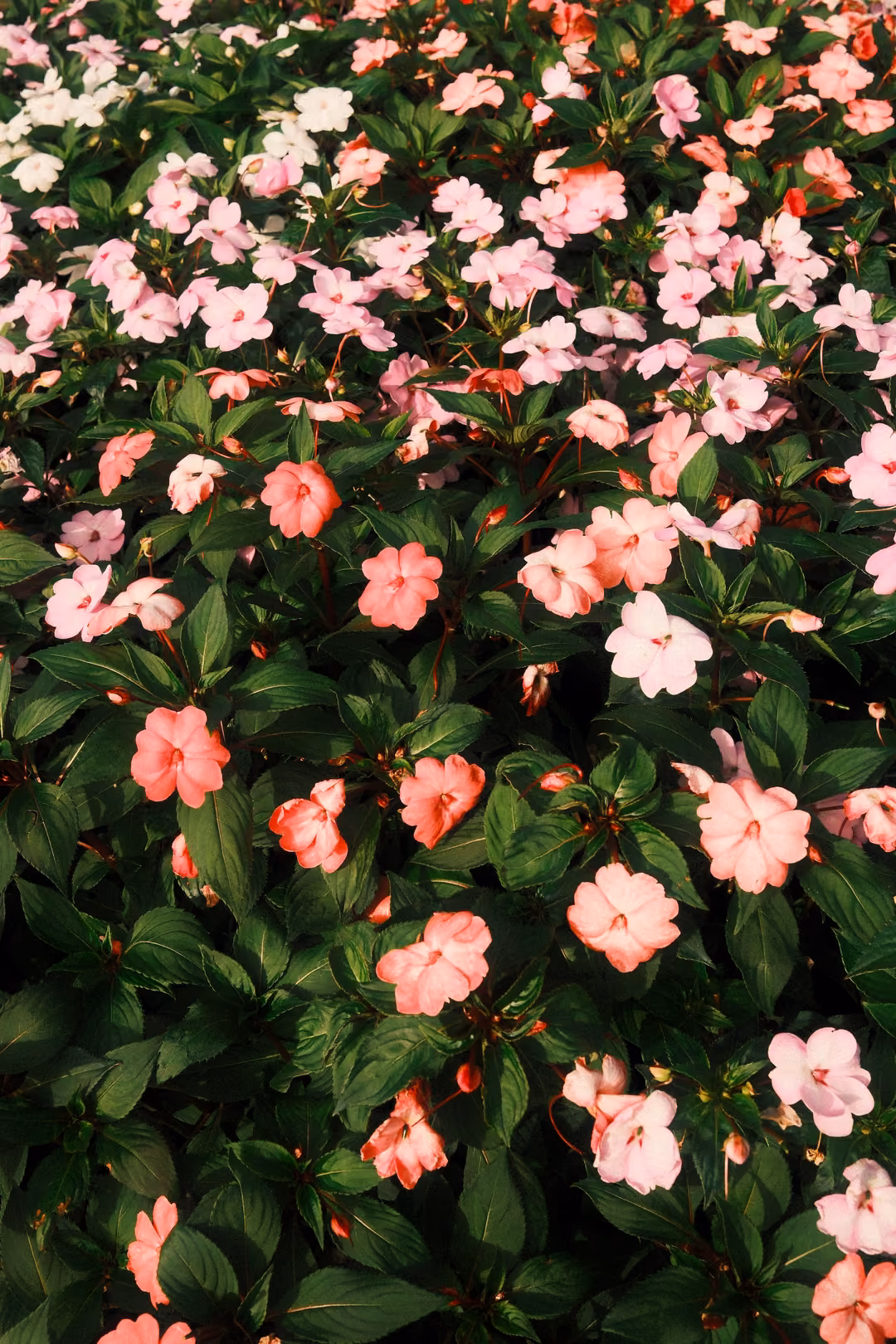 A dense bed of pink and coral flowers among glossy green leaves, filling the frame.