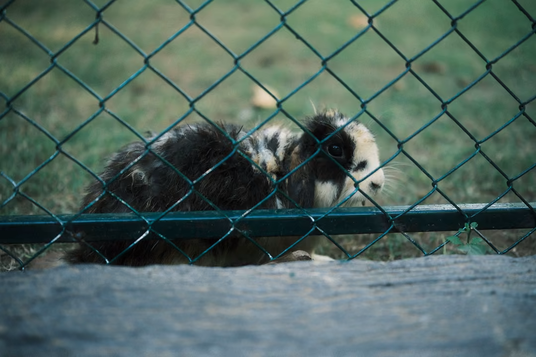 Long-haired black and white guinea pig sniffing at a green chain-link fence behind a wooden ledge