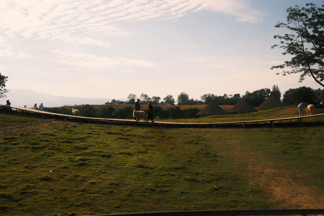 A wide lawn with a wooden boardwalk, a few visitors and an alpaca, thatched huts on the horizon.