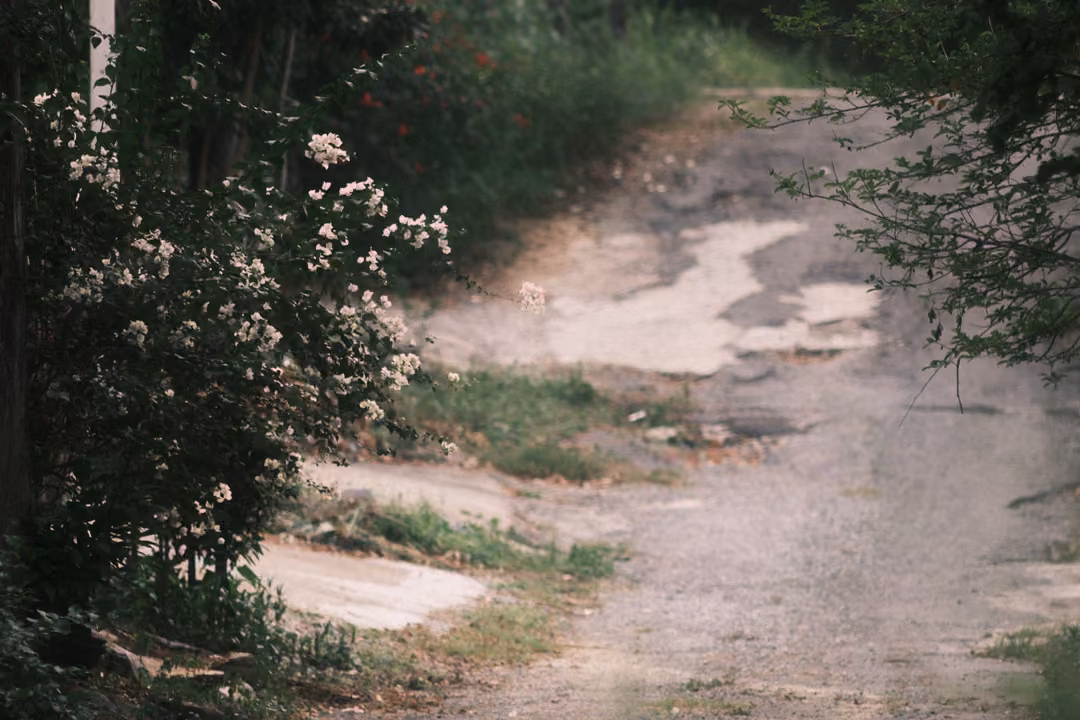A shrub covered in small white flowers beside a cracked and patched lane, trees and grass behind.