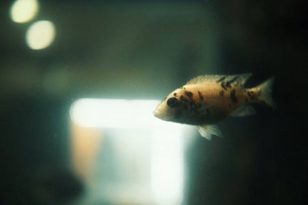 An orange fish with dark spots swimming in front of a bright, blurred window