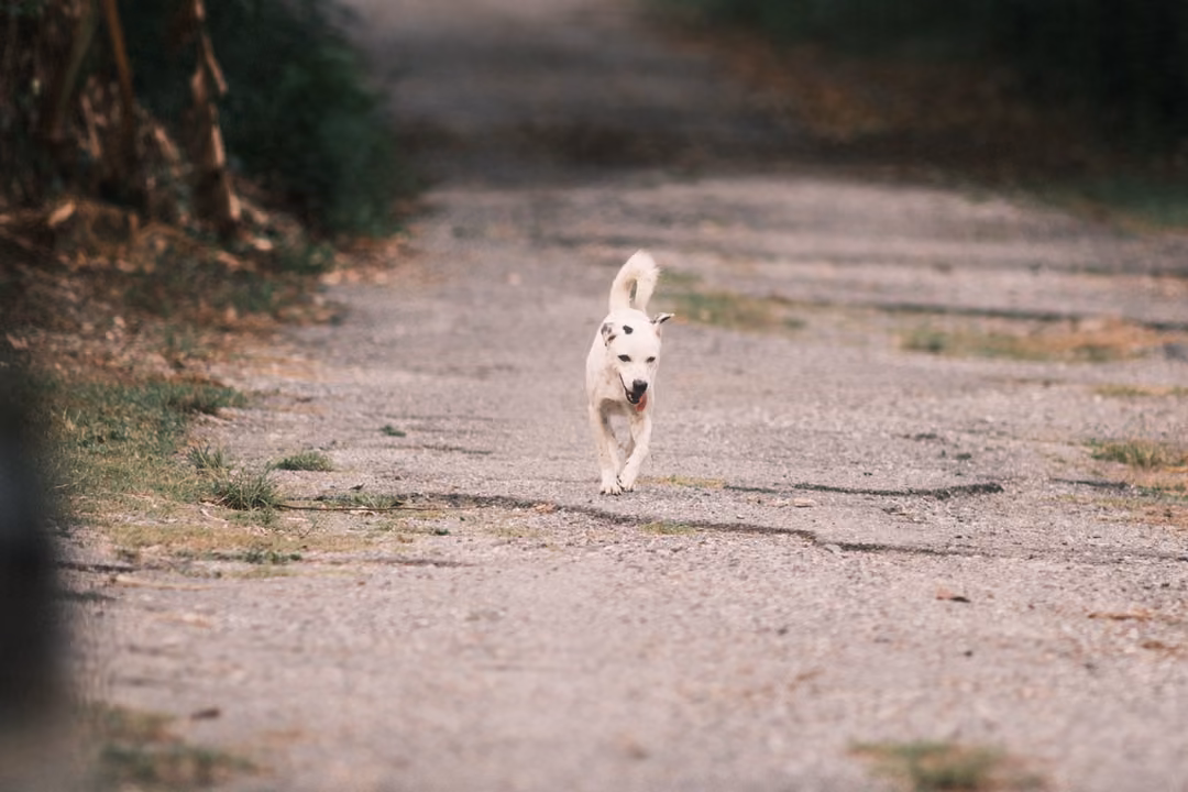 A white dog with a curled tail walking along a gravel lane toward the viewer, bushes blurred at the side.