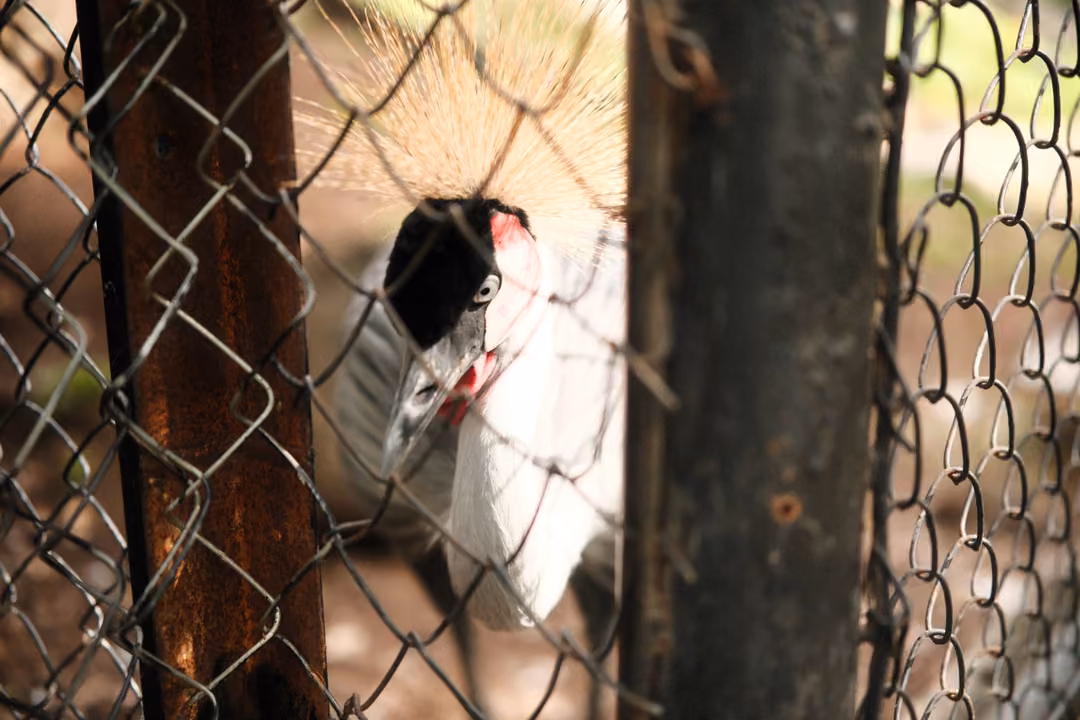 Crowned crane with a golden feather crest half hidden behind chain-link fencing and a rusty post