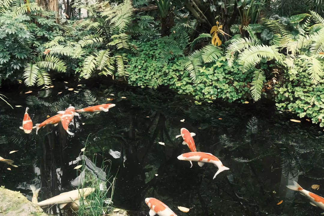 Orange and white koi swim in a dark pond beneath a bank of ferns, small leaves floating on the surface.