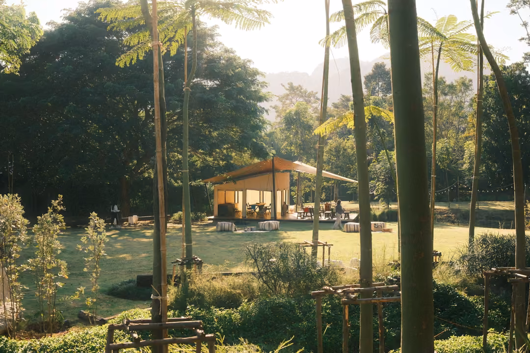 Canvas-roofed pavilion across a sunny lawn, seen between tall slender tree trunks and young plants