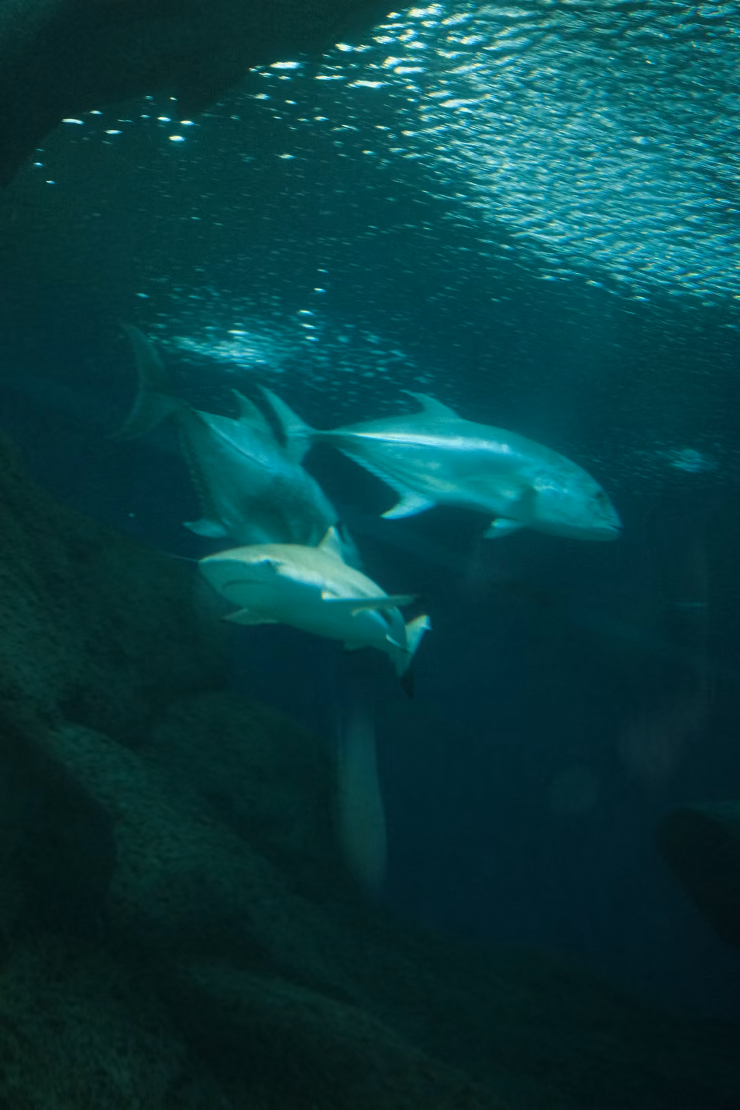 Three silver fish swimming together above a rocky slope, the bright surface glittering above