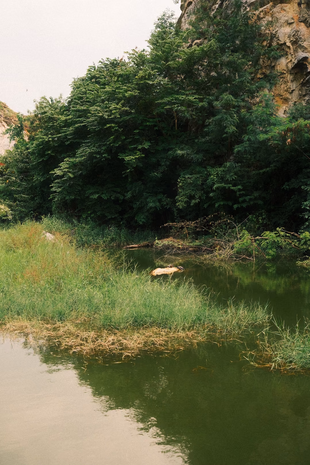 Grassy bank on a calm green lake, dense trees and a corner of cliff above, water reflecting greenery