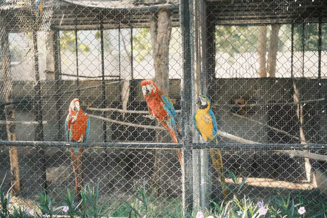 Three macaws, two red and one blue and yellow, perched along a rail inside a large aviary