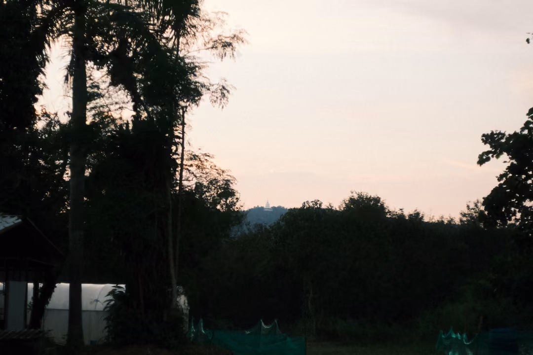 Silhouetted palms and trees against a pale pink evening sky, a white tent at left