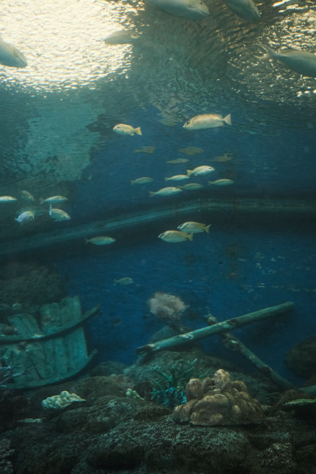 Looking up from the bottom of a large tank: a school of fish, a sunken log and coral below a bright surface
