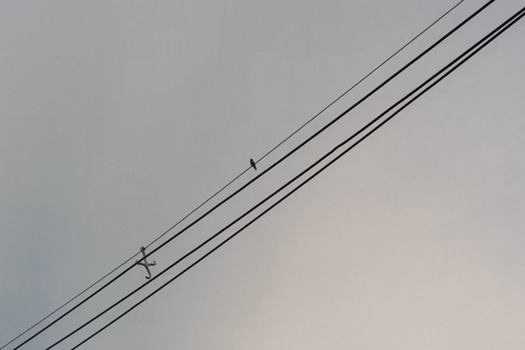 Two birds perched on diagonal power lines against a flat grey sky.