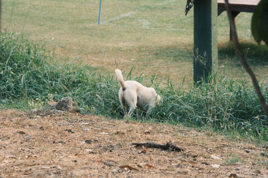 White dog nosing into tall grass at the edge of a field, dry leaves and dirt in the foreground