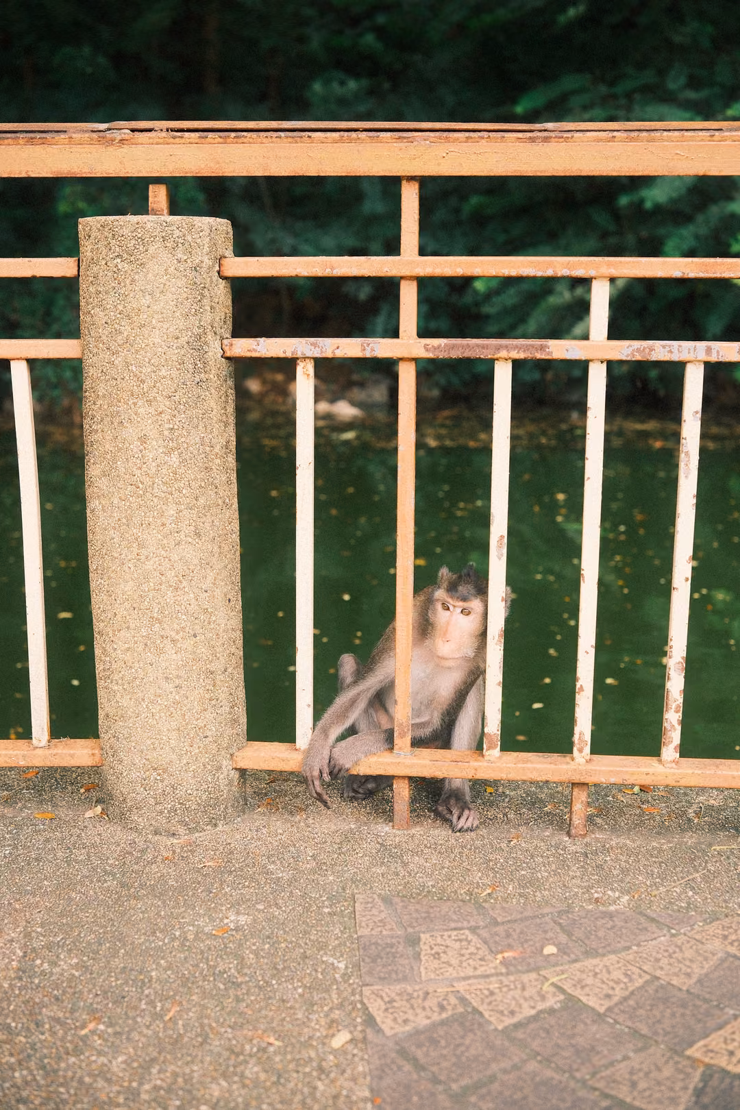 Monkey sitting on the ground at the base of a metal railing next to a concrete pillar, green water behind