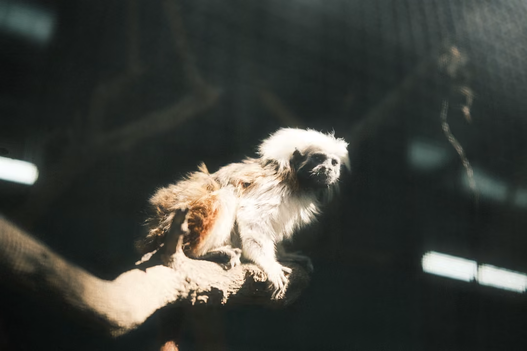 Small monkey with a white crest of fur perched on a branch in a shaft of light inside a dark enclosure