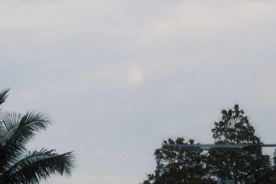 A pale grey sky above the silhouettes of a palm frond and a leafy tree, with a faint round glow in the clouds.