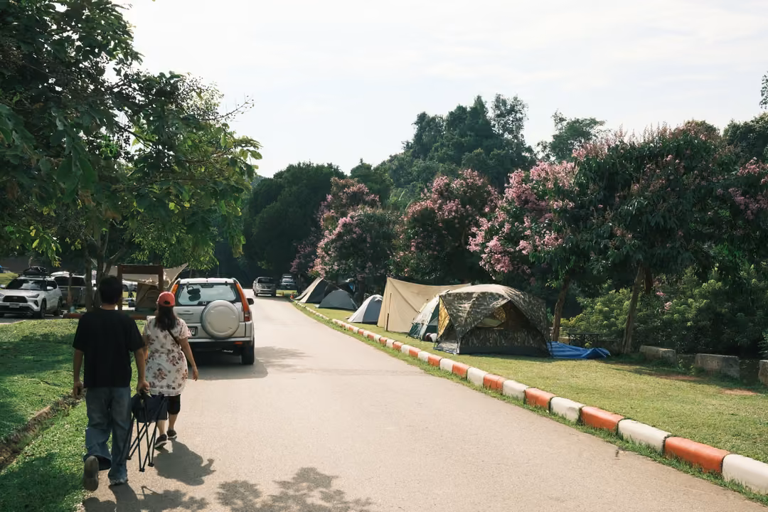 Two people walk away along a campground road lined with pink flowering trees, tents and parked cars.