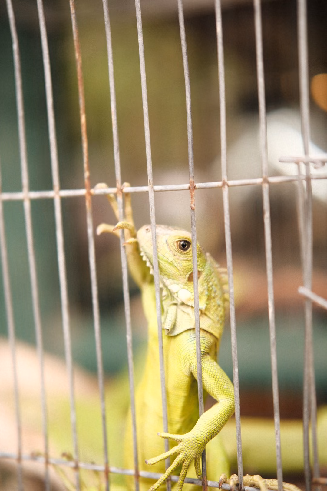 Green iguana climbing vertical wire bars with one foreleg raised above its head