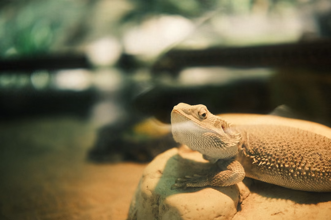 Pale spiny lizard on a rock, head raised, warm sandy tones and blurred greenery behind