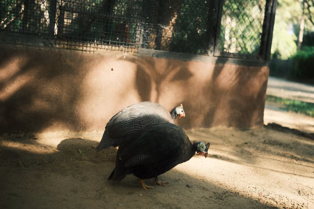 Two guineafowl walking side by side on sand by a pink wall and fence, sunlit lawn beyond