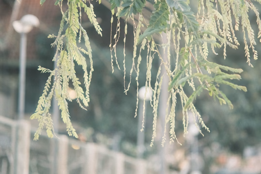 Close view of drooping green leaves and tassels against a blurred background of fence posts and lamps.