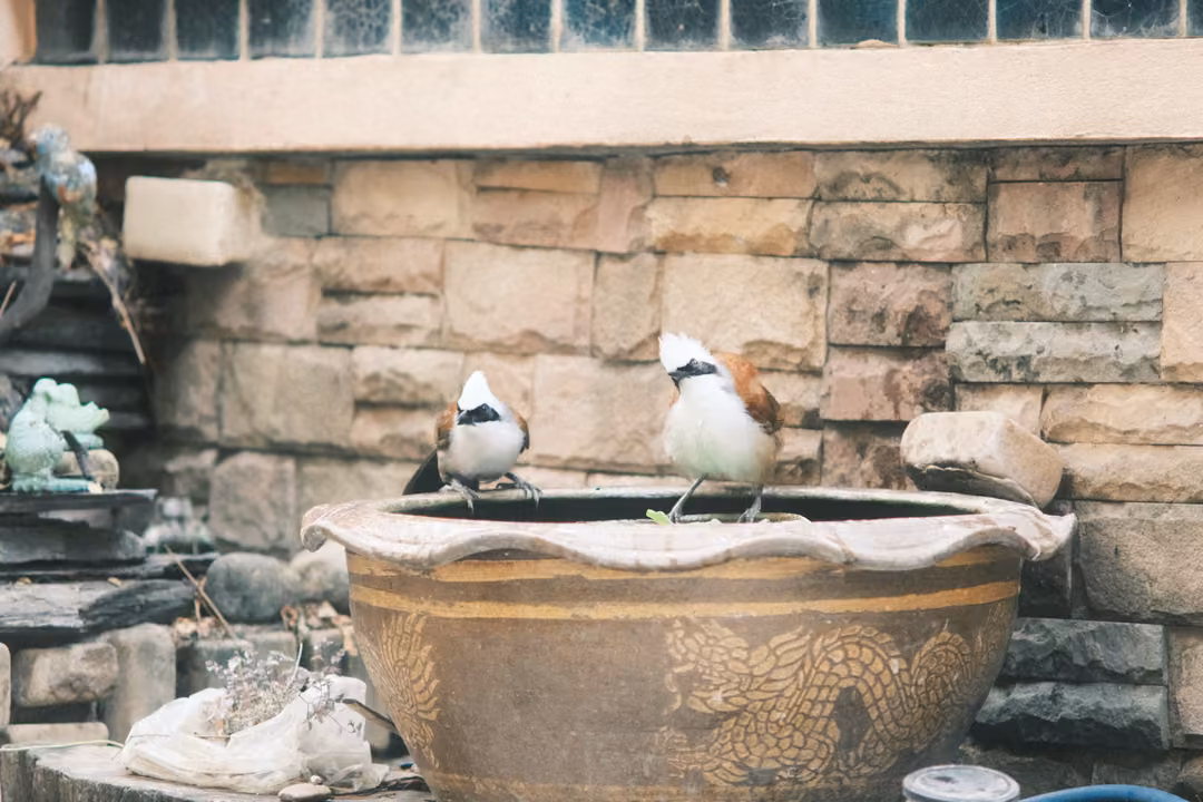 Two birds on the rim of a glazed pot, one turned away, one facing forward, stone wall and small statues