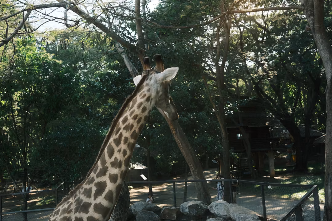 Giraffe's neck and head rising among tall trees and a fenced enclosure, seen from behind