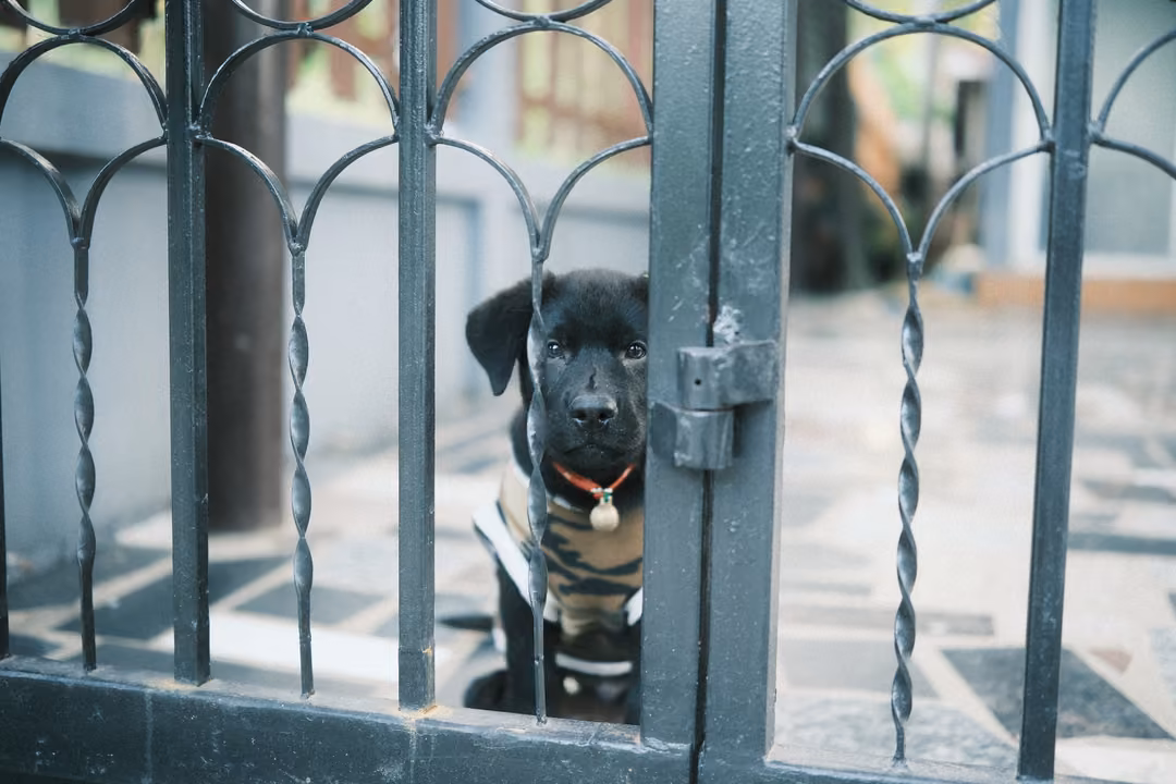 Black puppy in a striped shirt and red collar peering through the bars of an ornate iron gate