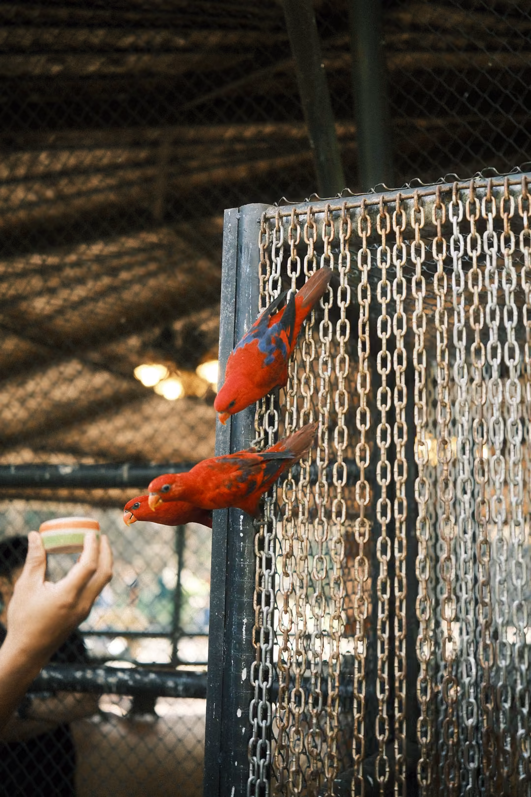 Two red parrots clinging to a chain curtain on a post, a hand holding a small cup of nectar nearby
