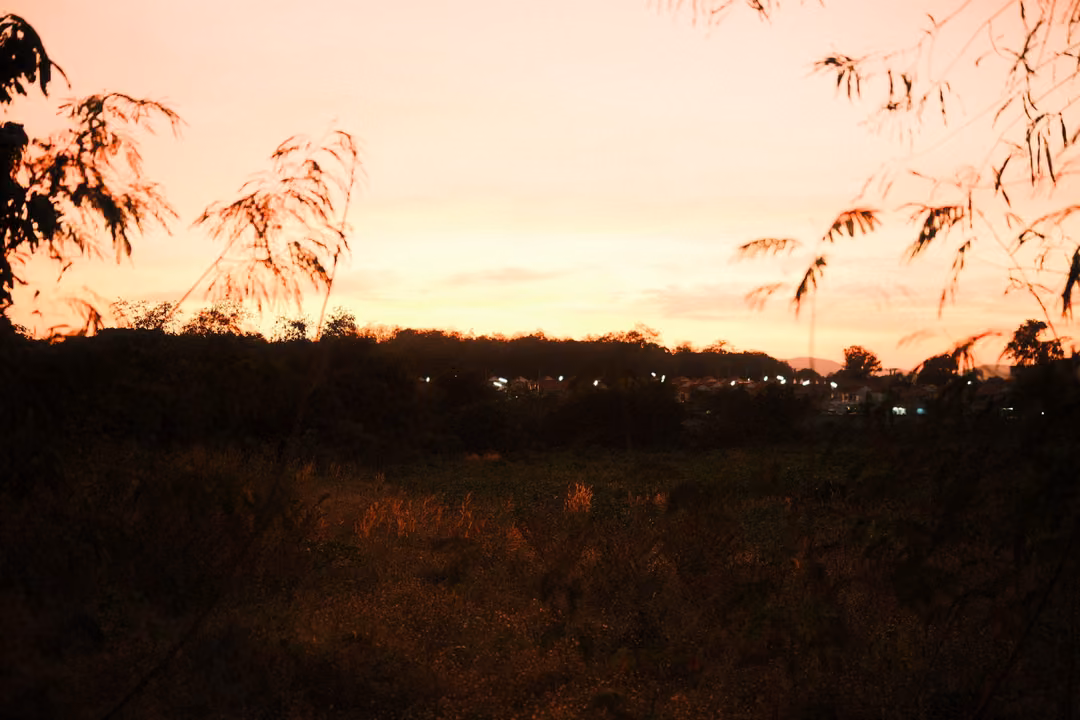 Dusk sky in pink and orange over a dark field, faint lights on the distant tree line, bamboo leaves at the edges