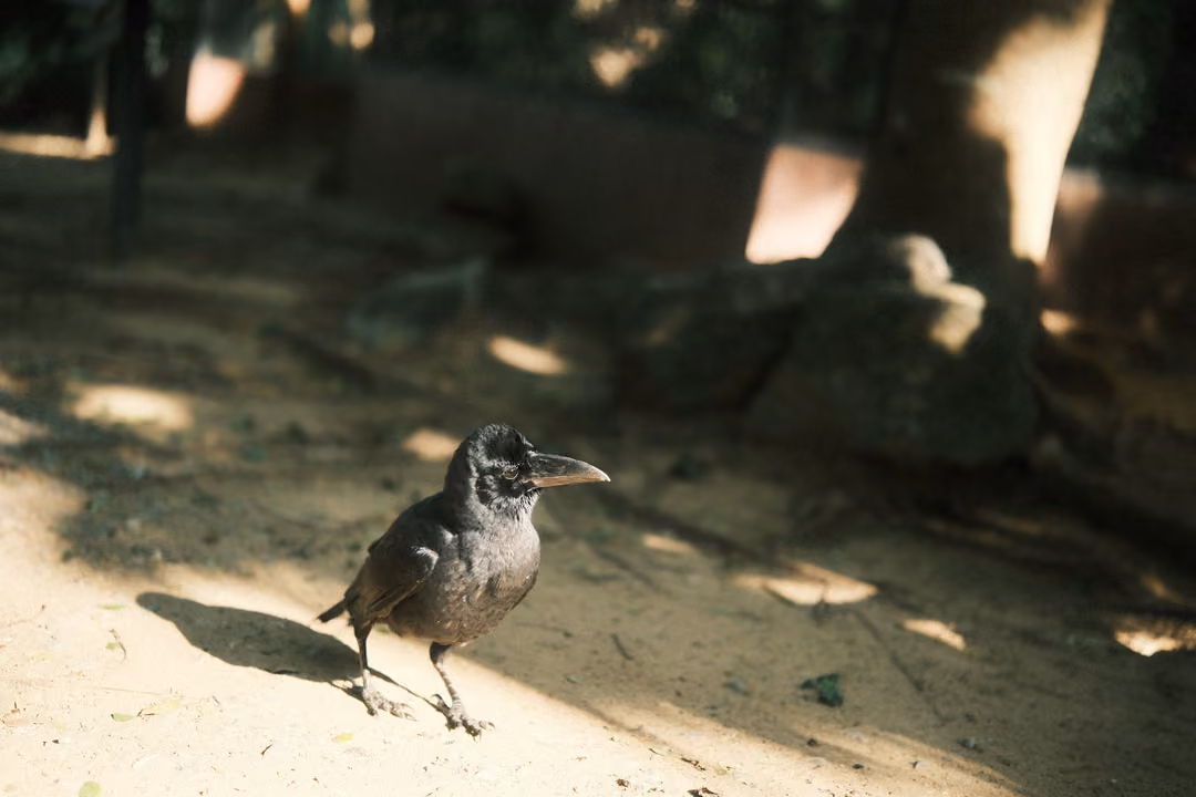 Black crow standing on sandy ground in dappled light, a tree trunk and wall behind