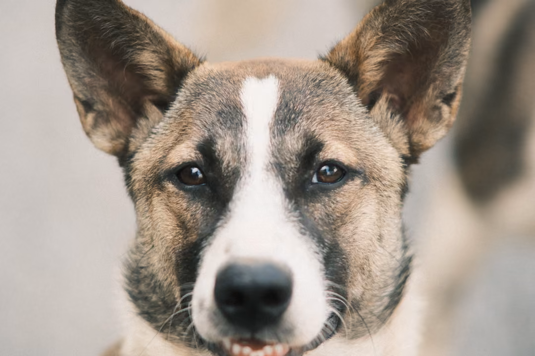 Close portrait of a dog with large ears and a white blaze, another dog blurred at the right edge