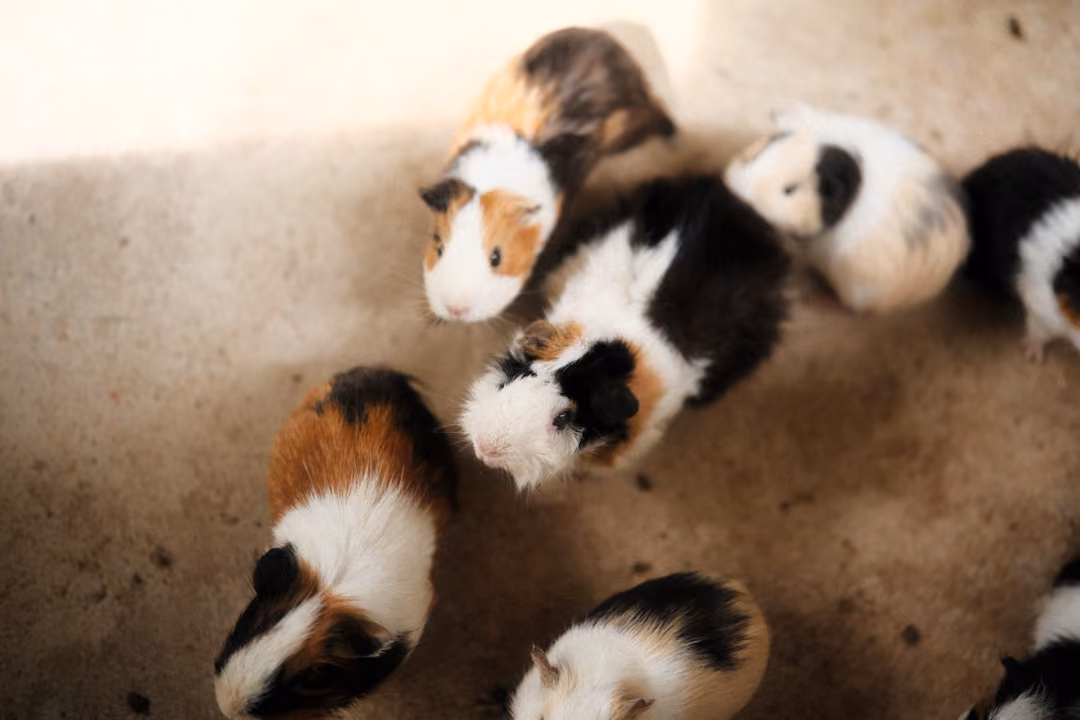 Group of tricolour guinea pigs huddled together on a sandy floor in a patch of light