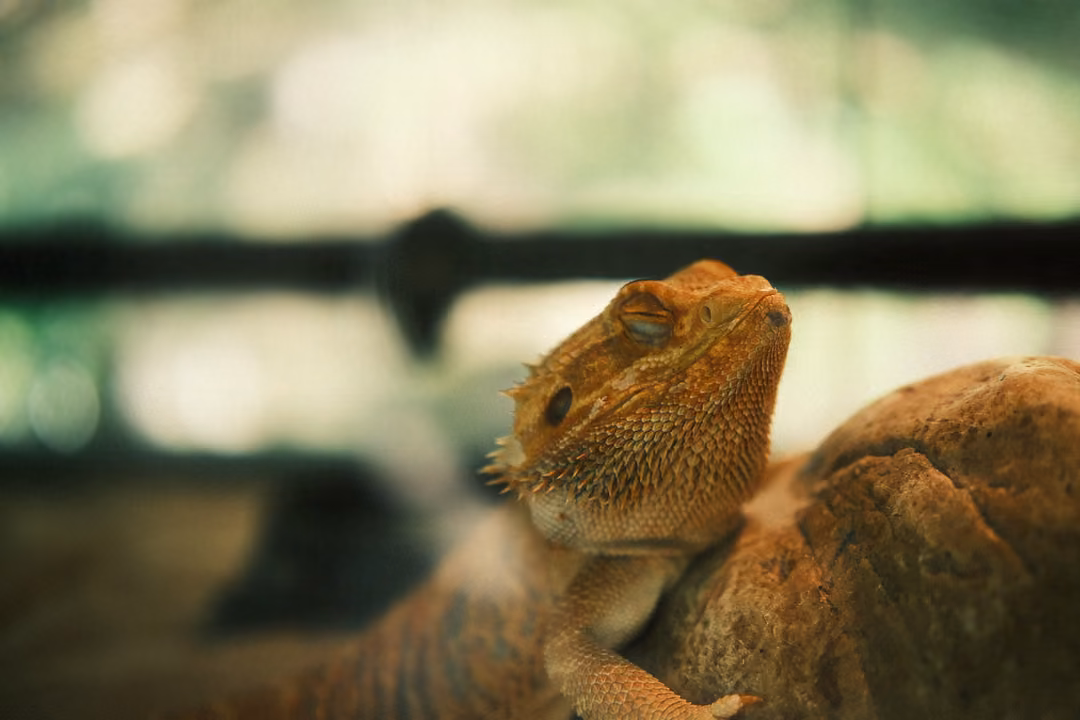 Spiny lizard perched on a rock with eyes half closed, blurred green background behind glass