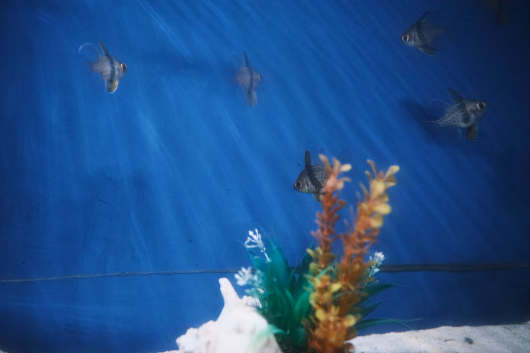 Small striped fish scattered across a bright blue tank wall above a cluster of artificial plants