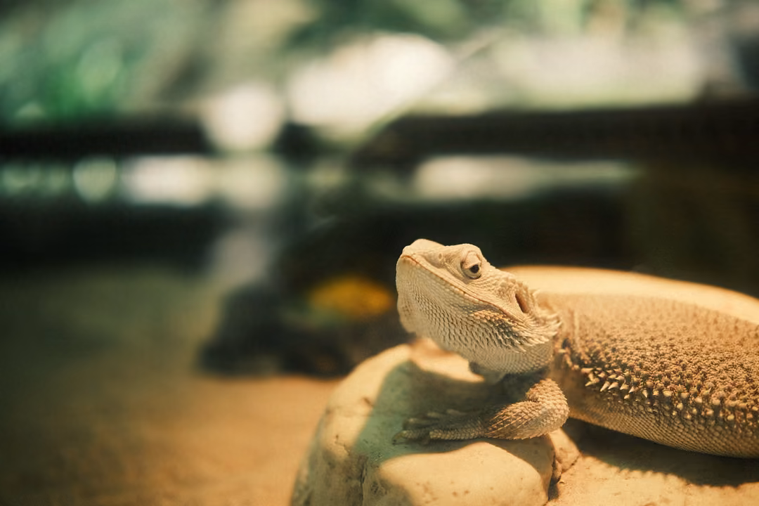 Pale bearded lizard lifting its head on a sandy rock, a yellow lizard blurred behind