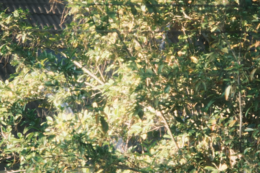 Sunlit green tree leaves filling the frame