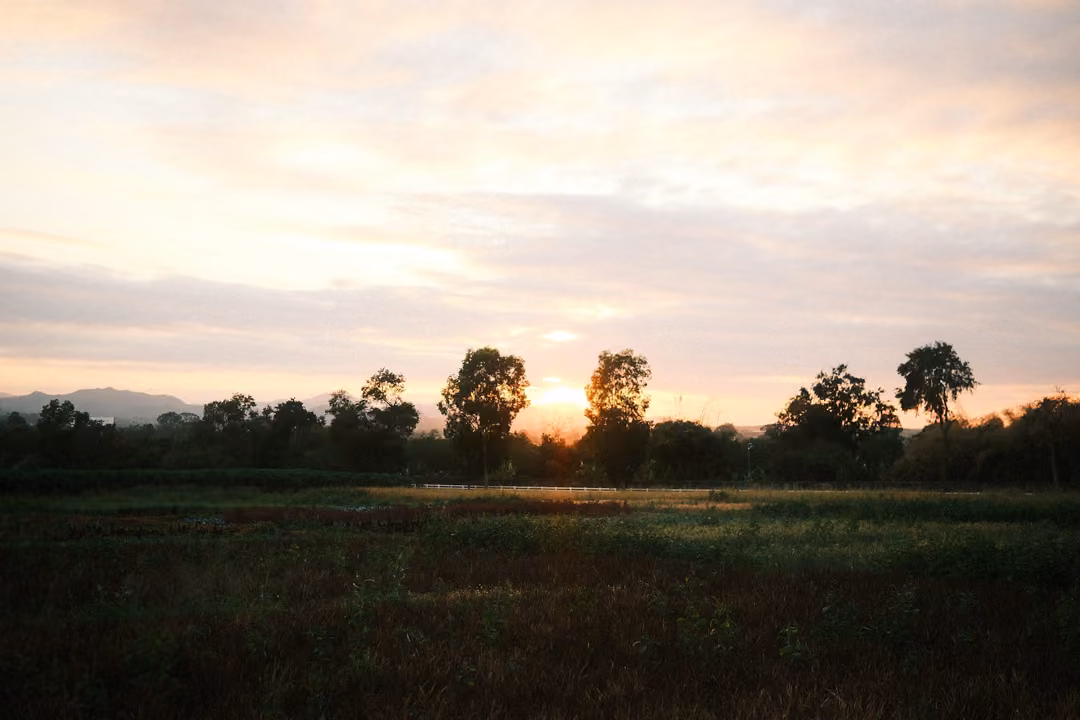 Sunset glowing behind silhouetted trees on the horizon, wide pale sky with soft clouds, darkened field