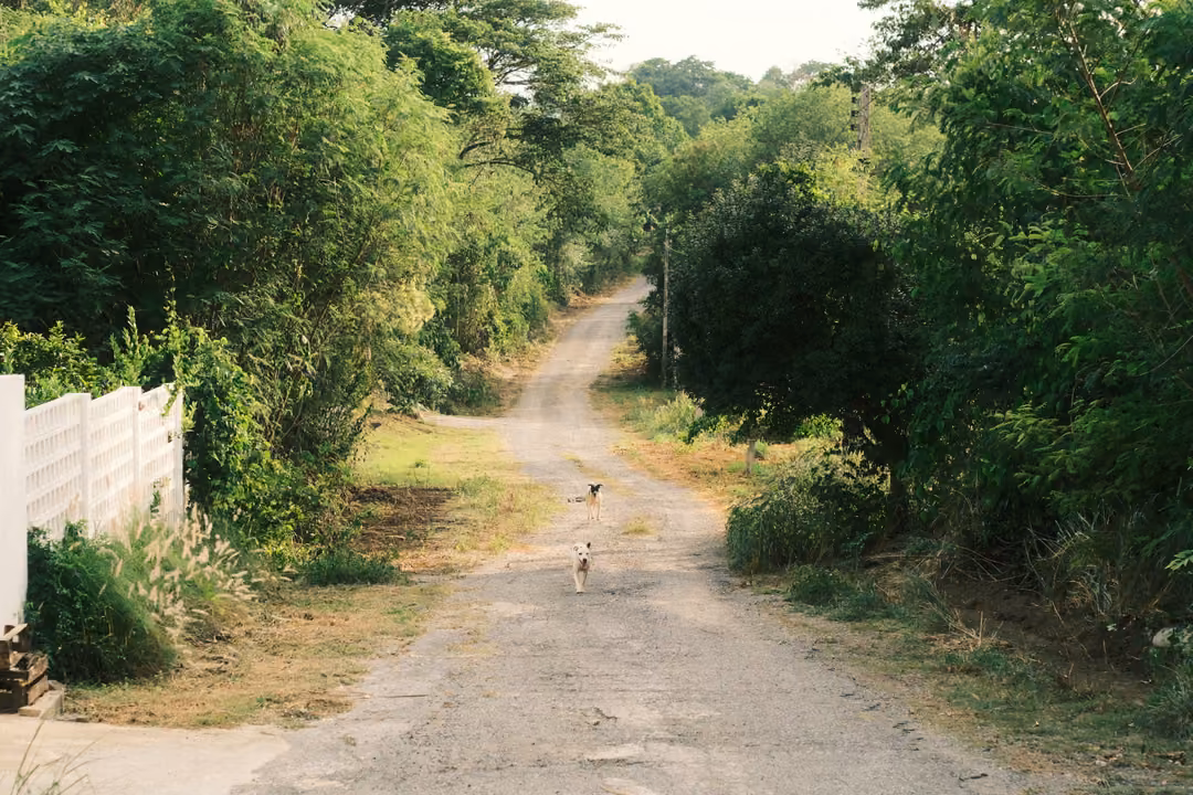 A gravel lane curving between thick green trees and a white fence, two small dogs walking along it.