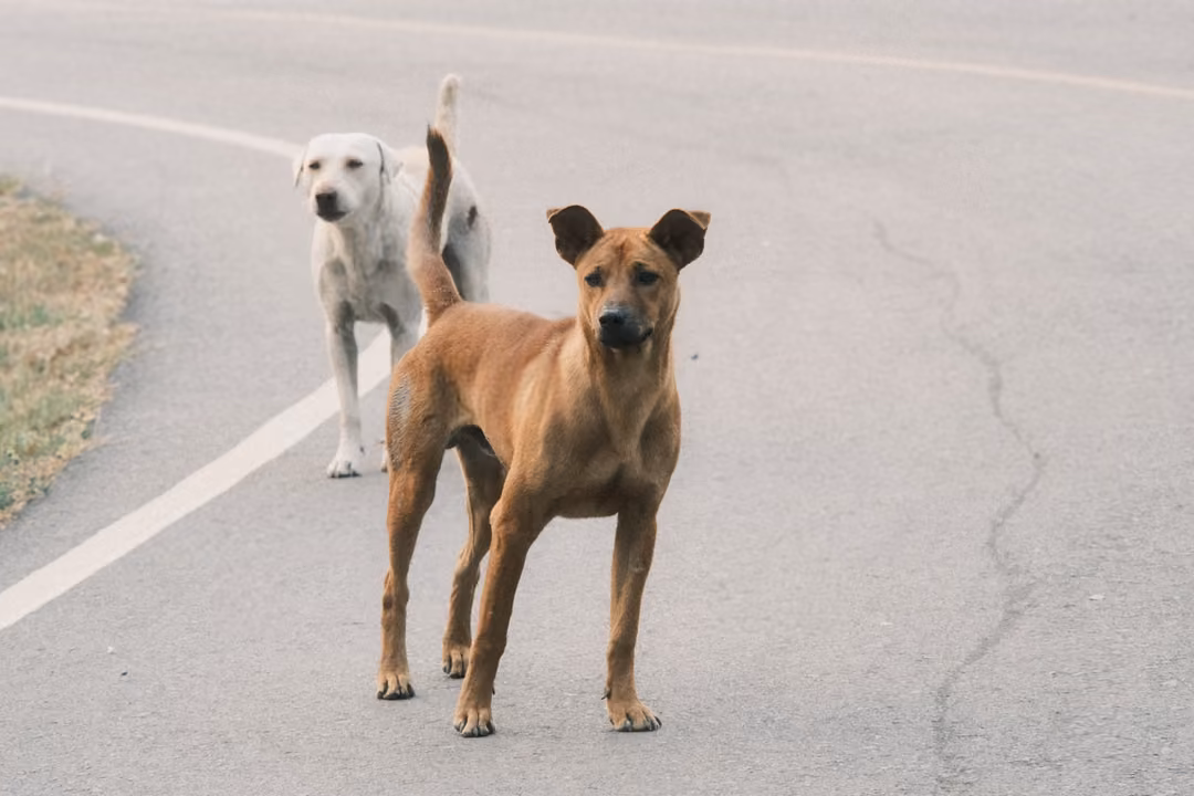 Tan dog standing in the middle of an asphalt road staring ahead, a white dog walking behind it