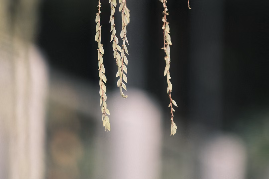 Several thin strands of pale dried seed pods hanging down against a dark blurred background.